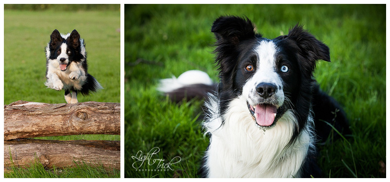 s2012-07-17_006 border collie jumping